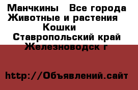 Манчкины - Все города Животные и растения » Кошки   . Ставропольский край,Железноводск г.